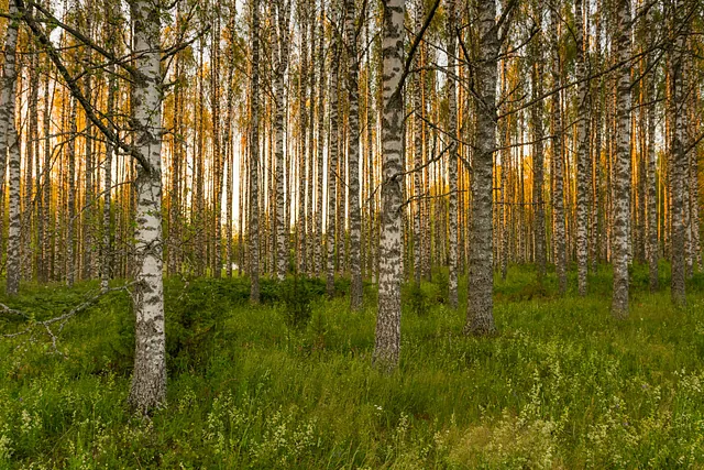 Niemikotka on myös metsätila ja mökit on rakennettu omista puista